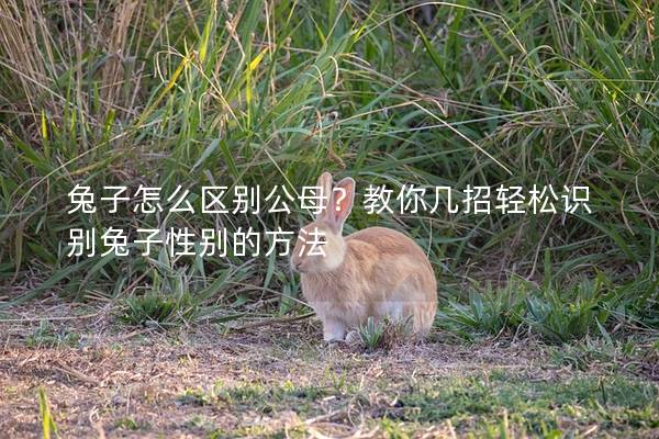 兔子怎么区别公母？教你几招轻松识别兔子性别的方法