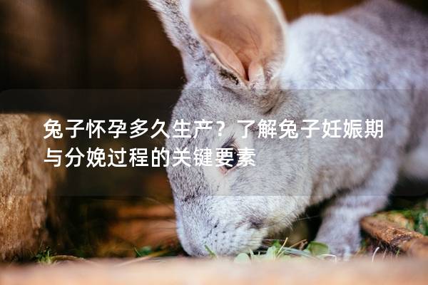 兔子怀孕多久生产？了解兔子妊娠期与分娩过程的关键要素