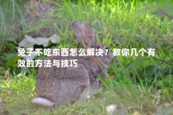 兔子不吃东西怎么解决？教你几个有效的方法与技巧