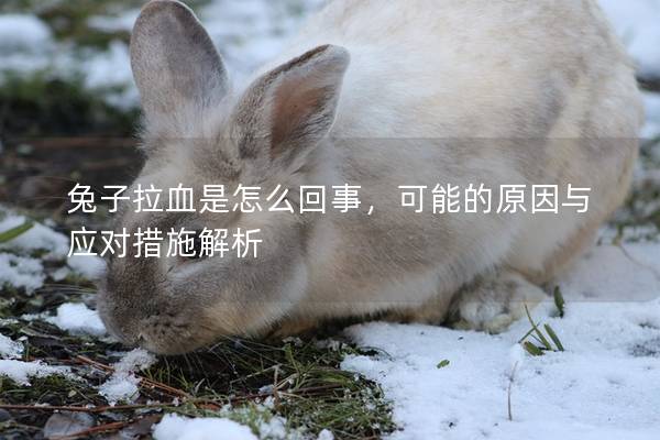 兔子拉血是怎么回事，可能的原因与应对措施解析