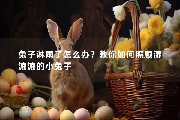兔子淋雨了怎么办？教你如何照顾湿漉漉的小兔子