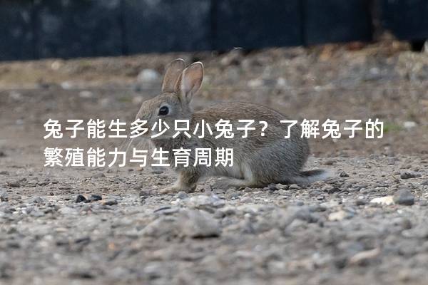 兔子能生多少只小兔子？了解兔子的繁殖能力与生育周期