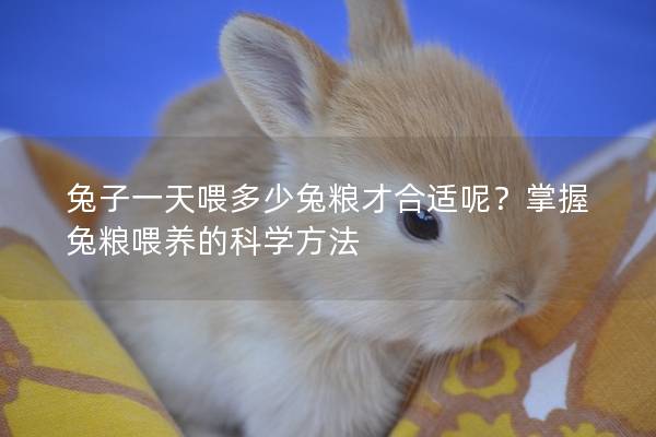 兔子一天喂多少兔粮才合适呢？掌握兔粮喂养的科学方法