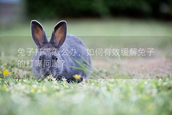 兔子打嗝怎么办，如何有效缓解兔子的打嗝问题？
