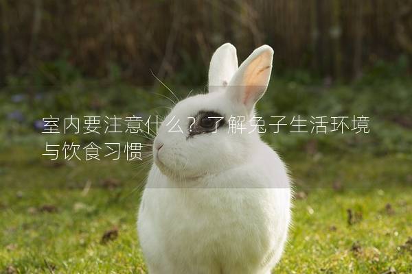 室内要注意什么？了解兔子生活环境与饮食习惯