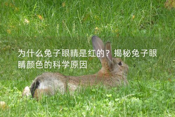 为什么兔子眼睛是红的？揭秘兔子眼睛颜色的科学原因