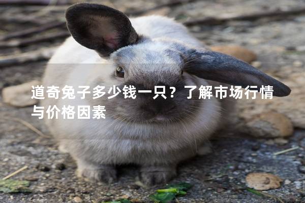 道奇兔子多少钱一只？了解市场行情与价格因素