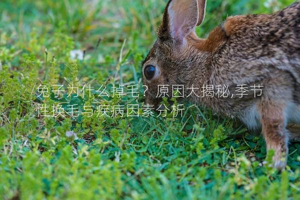 兔子为什么掉毛？原因大揭秘,季节性换毛与疾病因素分析