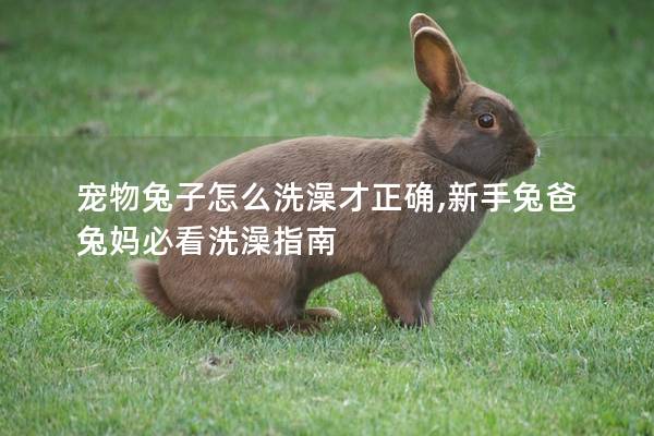 宠物兔子怎么洗澡才正确,新手兔爸兔妈必看洗澡指南