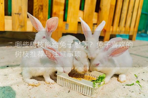 哪些树枝能给兔子磨牙？兔子喜欢的树枝推荐与注意事项