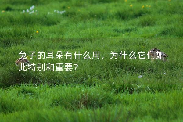 兔子的耳朵有什么用，为什么它们如此特别和重要？