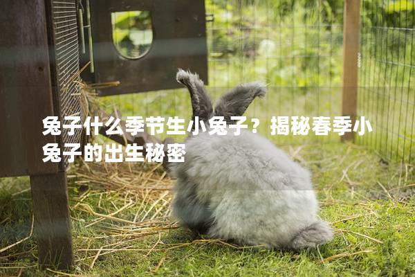 兔子什么季节生小兔子？揭秘春季小兔子的出生秘密