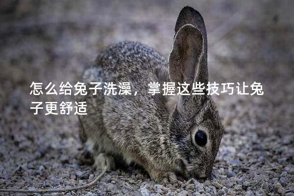 怎么给兔子洗澡，掌握这些技巧让兔子更舒适