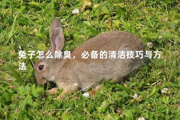 兔子怎么除臭，必备的清洁技巧与方法