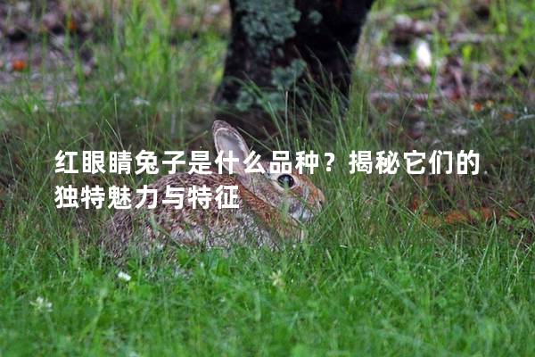红眼睛兔子是什么品种？揭秘它们的独特魅力与特征