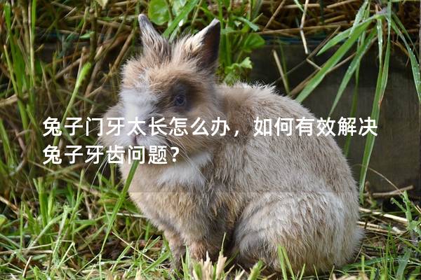 兔子门牙太长怎么办，如何有效解决兔子牙齿问题？