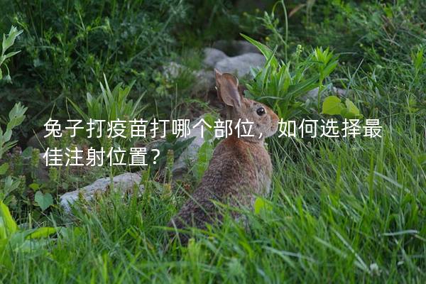 兔子打疫苗打哪个部位，如何选择最佳注射位置？