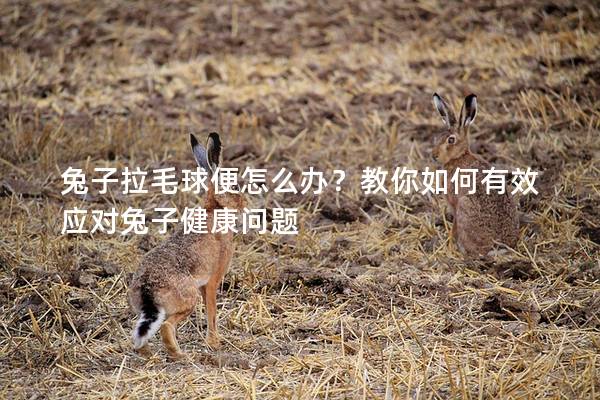 兔子拉毛球便怎么办？教你如何有效应对兔子健康问题