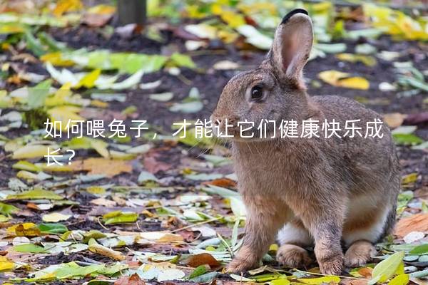 如何喂兔子，才能让它们健康快乐成长？