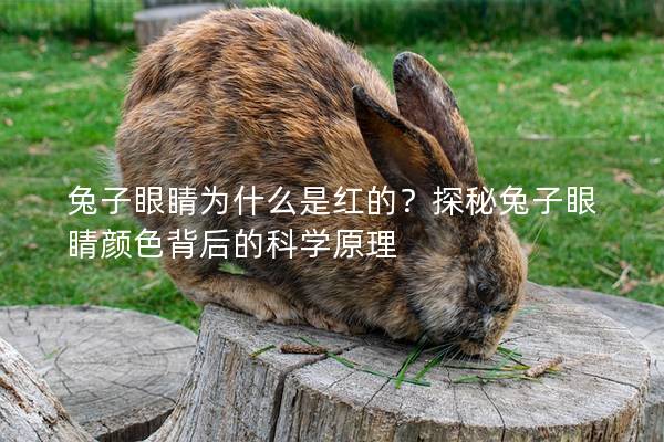 兔子眼睛为什么是红的？探秘兔子眼睛颜色背后的科学原理