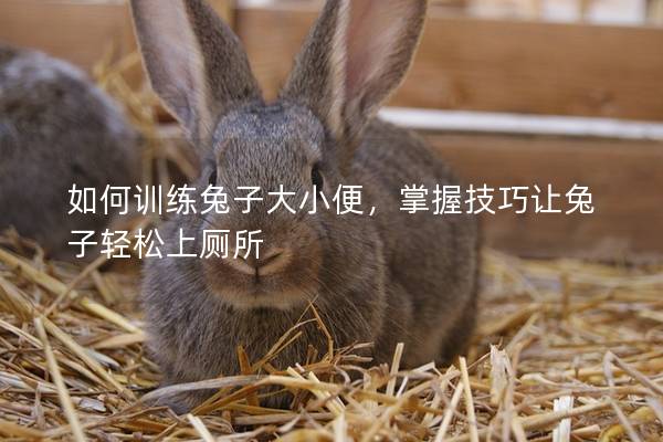 如何训练兔子大小便，掌握技巧让兔子轻松上厕所