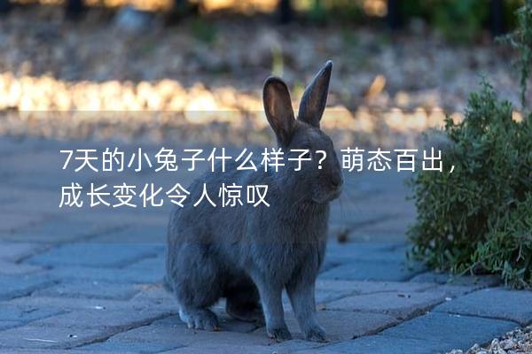7天的小兔子什么样子？萌态百出，成长变化令人惊叹
