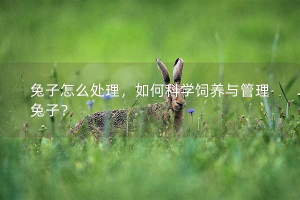 兔子怎么处理，如何科学饲养与管理兔子？