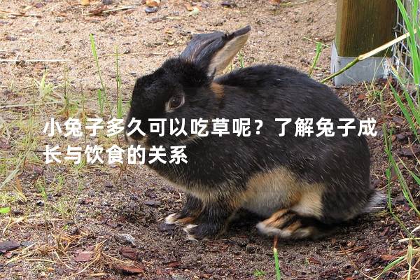 小兔子多久可以吃草呢？了解兔子成长与饮食的关系