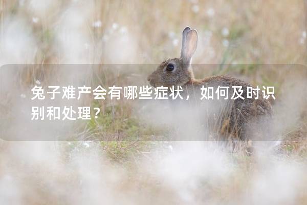 兔子难产会有哪些症状，如何及时识别和处理？