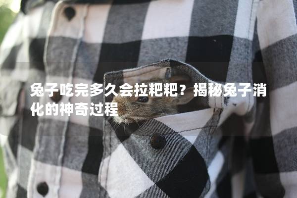 兔子吃完多久会拉粑粑？揭秘兔子消化的神奇过程