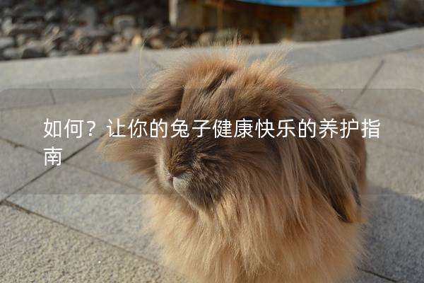 如何？让你的兔子健康快乐的养护指南