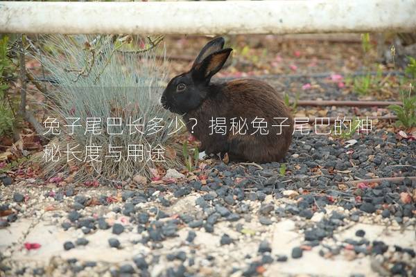兔子尾巴长多少？揭秘兔子尾巴的神秘长度与用途