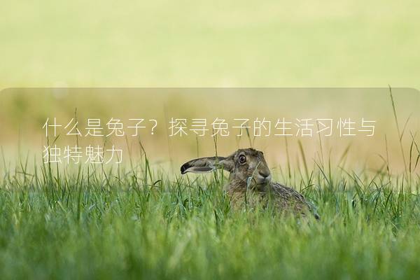 什么是兔子？探寻兔子的生活习性与独特魅力
