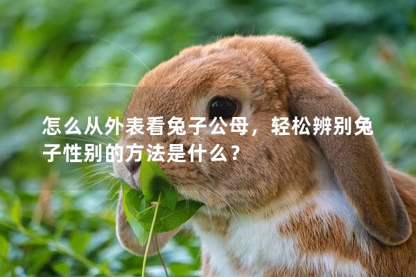 怎么从外表看兔子公母，轻松辨别兔子性别的方法是什么？