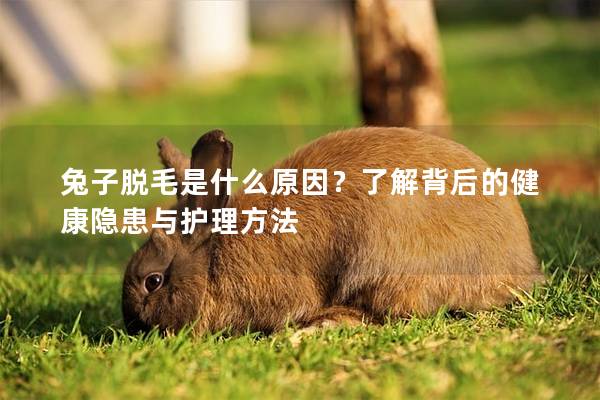 兔子脱毛是什么原因？了解背后的健康隐患与护理方法