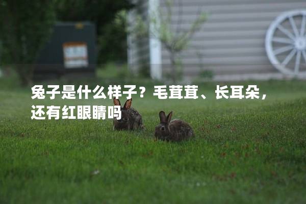 兔子是什么样子？毛茸茸、长耳朵，还有红眼睛吗