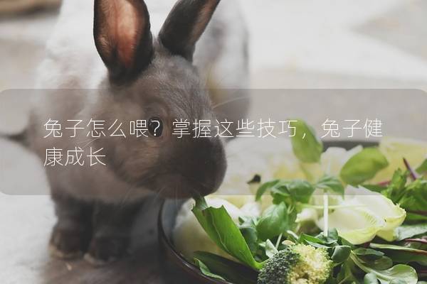 兔子怎么喂？掌握这些技巧，兔子健康成长