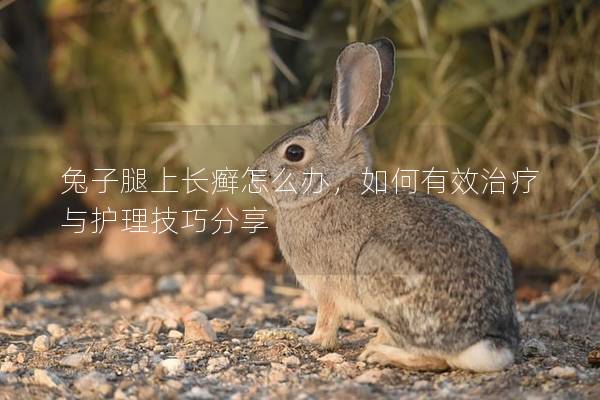 兔子腿上长癣怎么办，如何有效治疗与护理技巧分享