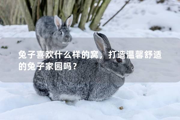 兔子喜欢什么样的窝，打造温馨舒适的兔子家园吗？