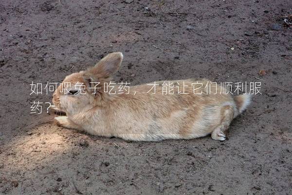 如何喂兔子吃药，才能让它们顺利服药？
