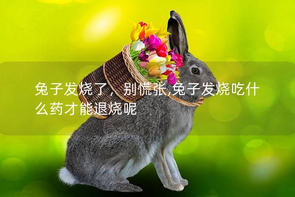 兔子发烧了，别慌张,兔子发烧吃什么药才能退烧呢