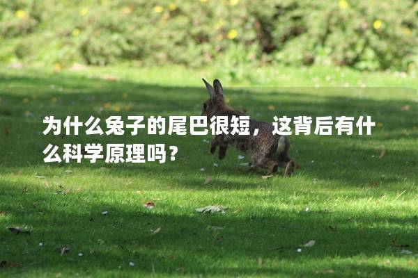 为什么兔子的尾巴很短，这背后有什么科学原理吗？