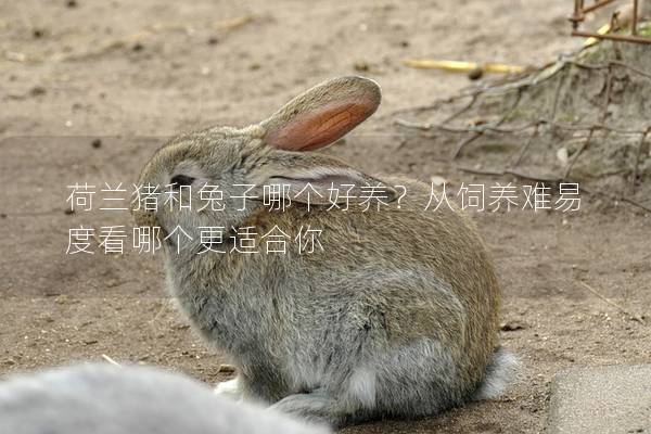 荷兰猪和兔子哪个好养？从饲养难易度看哪个更适合你