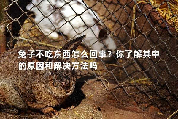 兔子不吃东西怎么回事？你了解其中的原因和解决方法吗