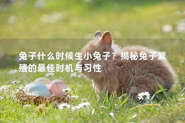 兔子什么时候生小兔子？揭秘兔子繁殖的最佳时机与习性