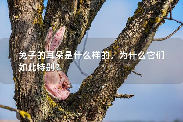 兔子的耳朵是什么样的，为什么它们如此特别？