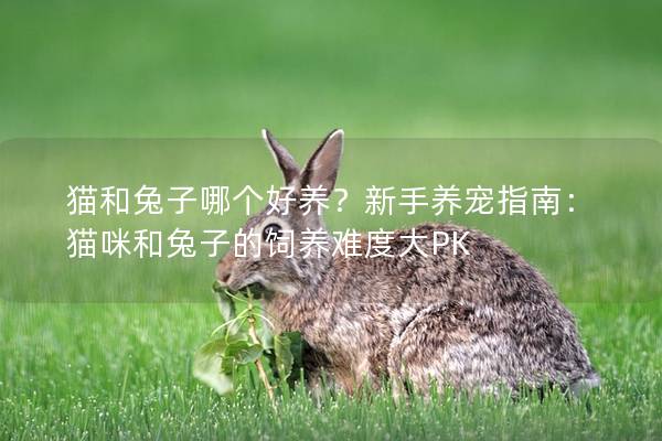 猫和兔子哪个好养？新手养宠指南：猫咪和兔子的饲养难度大PK