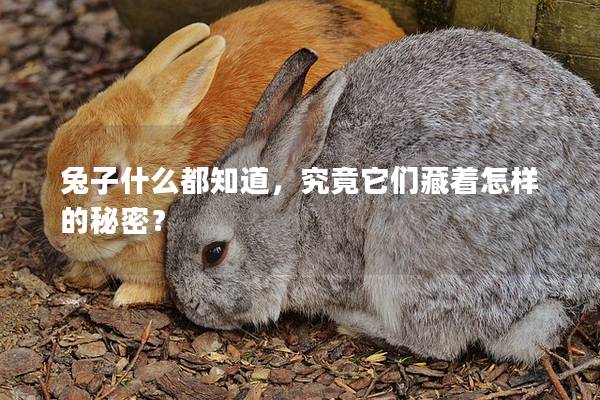 兔子什么都知道，究竟它们藏着怎样的秘密？