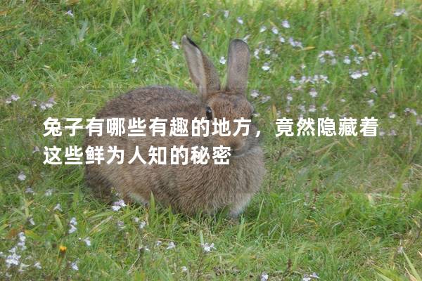 兔子有哪些有趣的地方，竟然隐藏着这些鲜为人知的秘密