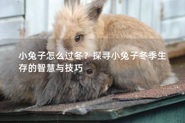 小兔子怎么过冬？探寻小兔子冬季生存的智慧与技巧